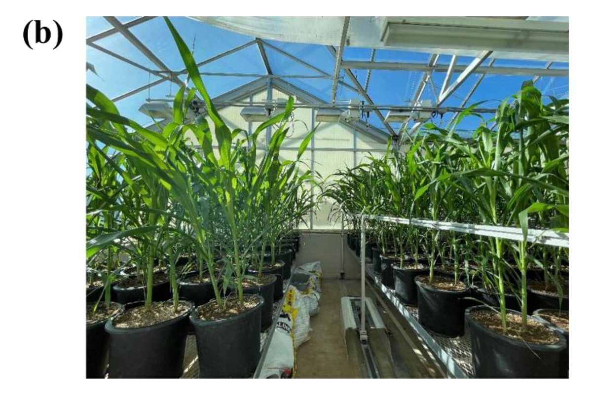 Bioenergy sorghum stems respond to mechanical stimulation with tissue-specific modifications in hormone homeostasis and anatomical traits